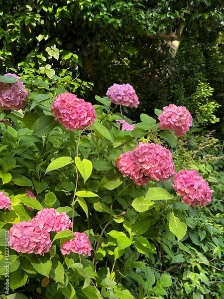 Obraz 핑크색 수국