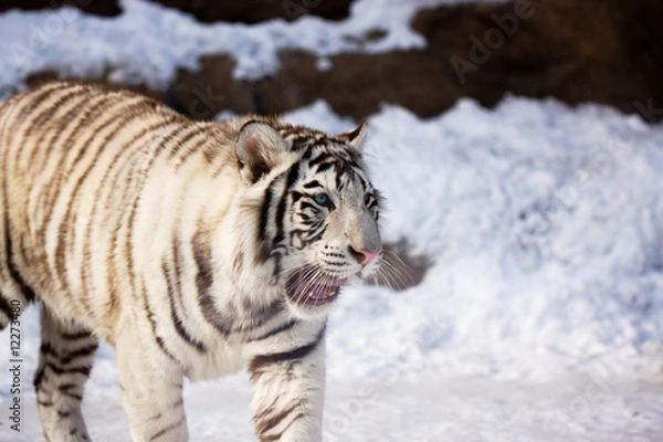 Fototapeta White tiger