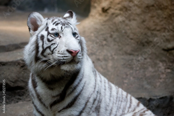 Fototapeta White tiger