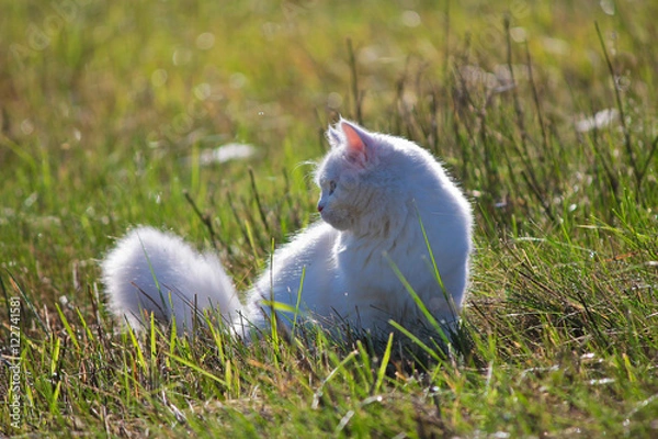 Fototapeta белая кошка сидит в зеленой траве