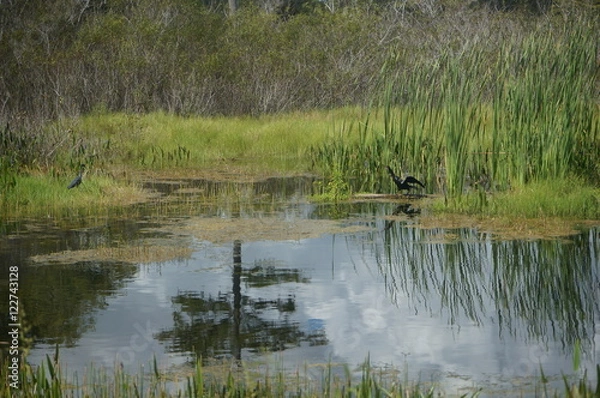 Obraz flying bird in the swamp