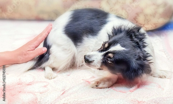 Obraz Scared dog at home