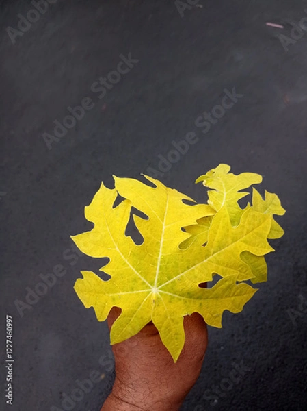 Fototapeta Close-up of a man's hand holding a yellow papaya leaf