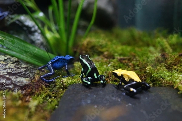 Fototapeta ヤドクガエル　カラフル　カエル　毒