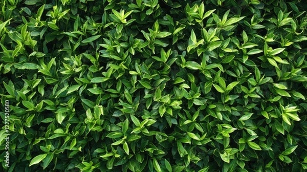 Fototapeta Close-up of healthy, vibrant green grass with visible texture and moisture, under soft daylight, no people