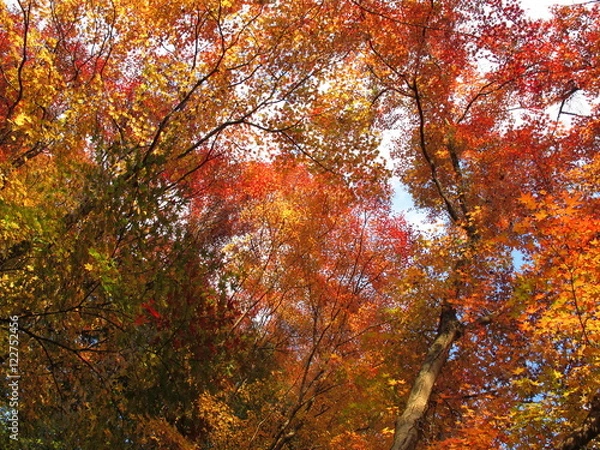 Fototapeta 楓の紅葉