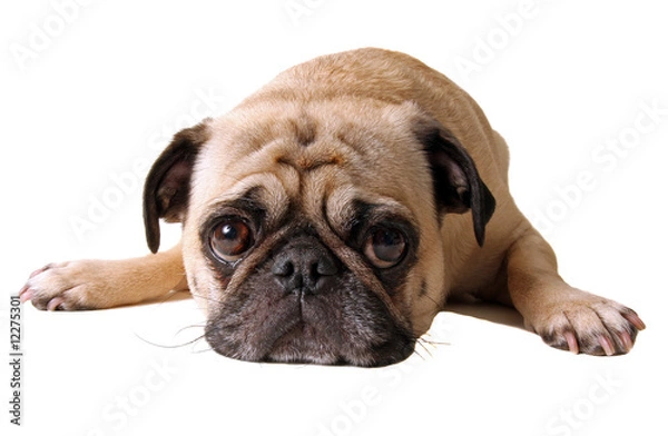 Fototapeta Pouting Pug