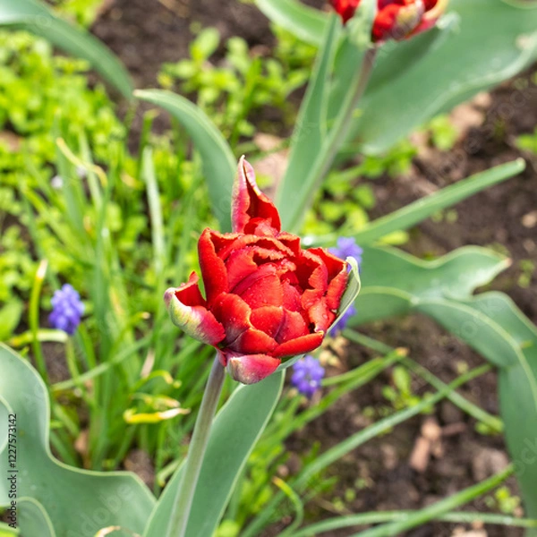 Fototapeta Tulip of a grade of "Rococo" a close up