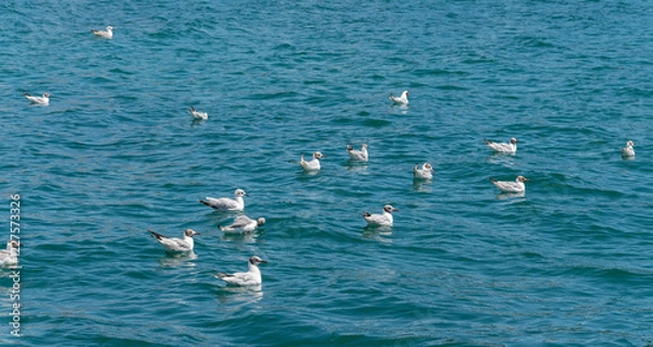 Fototapeta A flock of seagulls swims in the turquoise waters of the Black Sea.