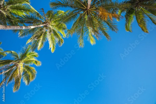 Fototapeta Tropical beach background from Anda beach Bohol island with coco