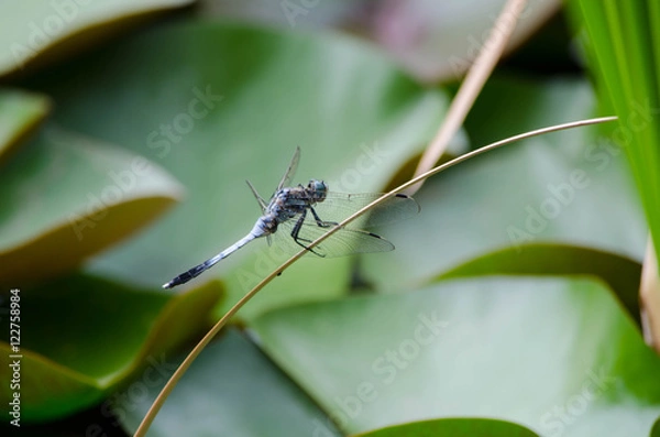 Obraz シオカラトンボ