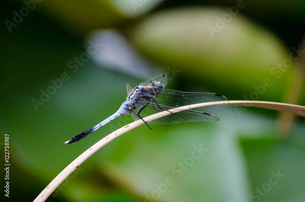 Obraz シオカラトンボ