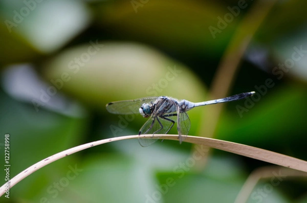 Obraz シオカラトンボ