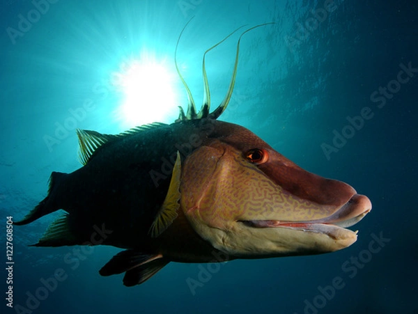 Obraz Hogfish swimming off Florida