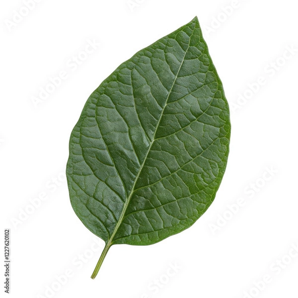 Fototapeta Fresh Sage Leaves on White on transparent background