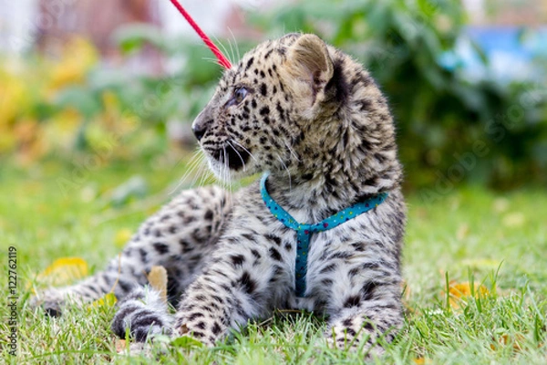 Fototapeta Little leopard