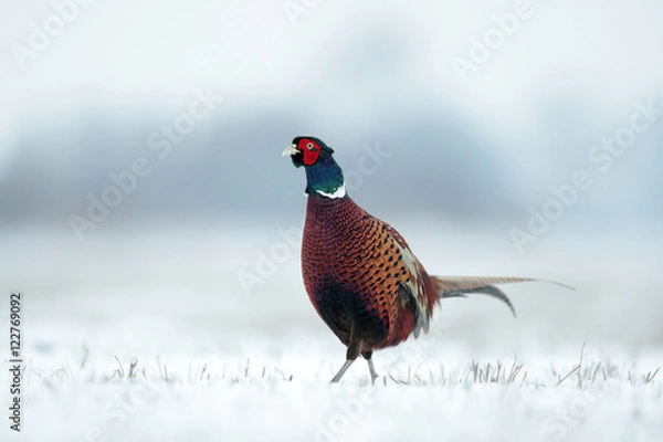 Obraz Pheasant