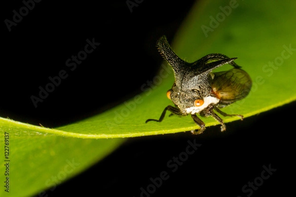 Obraz Aphids,Strange treehopper (Membracidae)