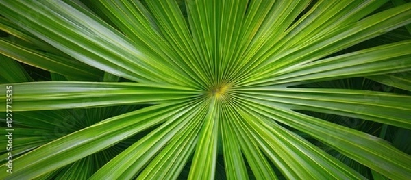 Obraz Lush green palm leaves creating a natural backdrop with ample empty space for banners and text in a vibrant garden setting.