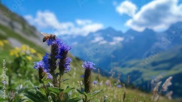 Fototapeta Close up of a bee on a purple flower in an alpine field