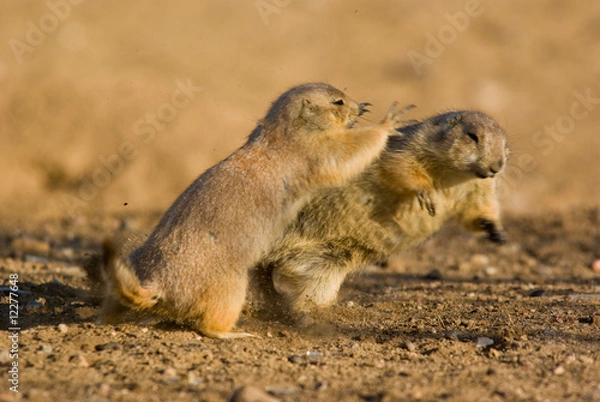 Obraz Prairie Dogs