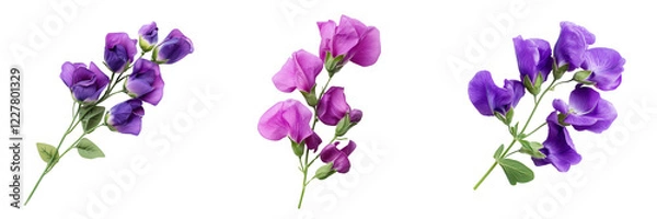 Fototapeta Set of A bouquet of vibrant sweet peas in shades of pink, lavender, and white, carefully arranged and isolated on transparent png background. Ai generated