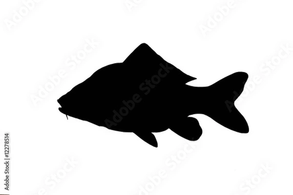 Obraz silhouette of carp fish isolate
