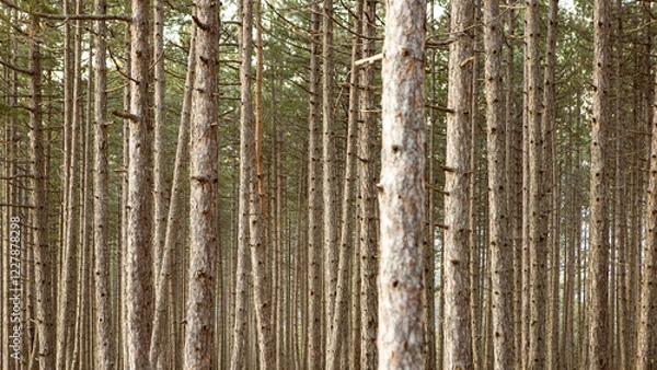 Fototapeta Tall Pine Tree Forest 
