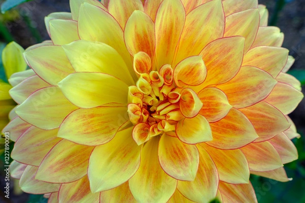 Fototapeta 鮮やかな黄色とオレンジのダリア