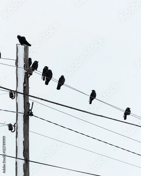Obraz birds on wires