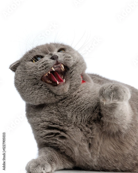 Fototapeta angry grey cat looking up and preparing to attack