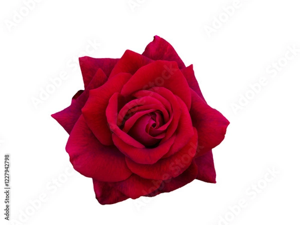Obraz Bright red rose is on white background
