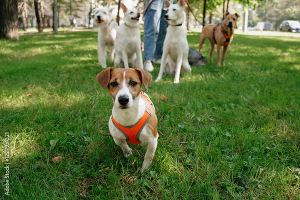Fototapeta Jack Russell Terrier dog in park on walk with his owner on leash. walking and training of pets during daytime. beautiful little terrier on background of green lawn in public park. animal care 