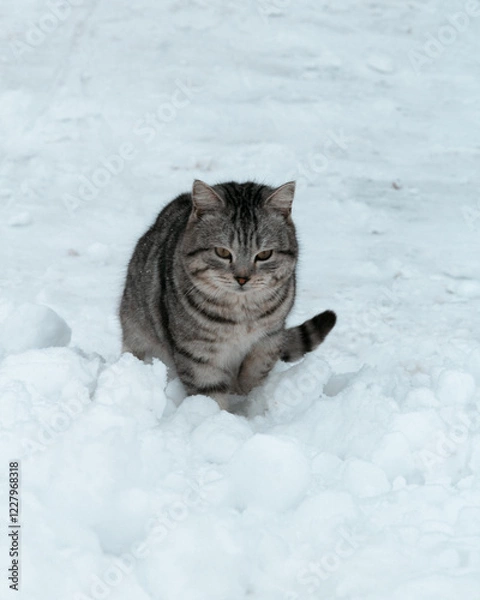 Obraz cat on snow
