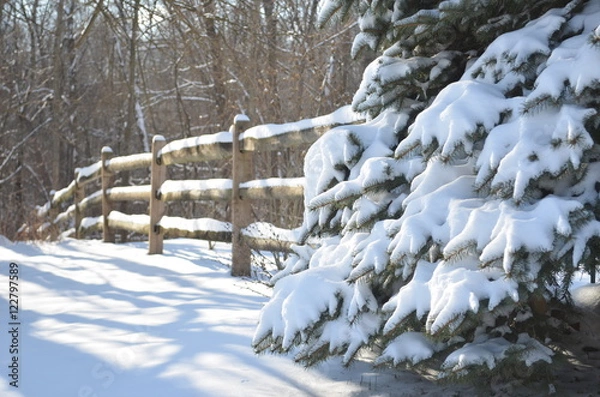 Obraz Snow covered pine tree and fence
