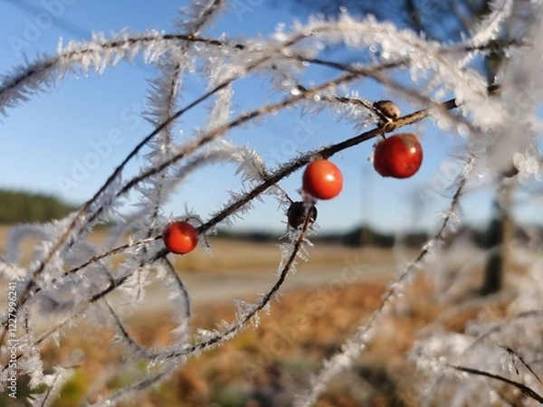 Obraz red berries in snow