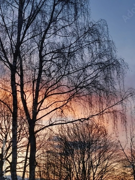 Fototapeta sunset in the park