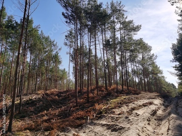 Fototapeta Sandy Forest Landscape with Young Pine Trees Under a Clear Blue Sky