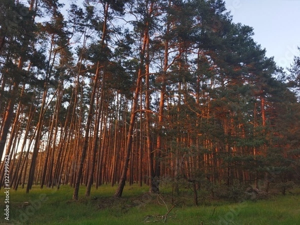 Obraz Tall Pine Trees in Golden Sunset