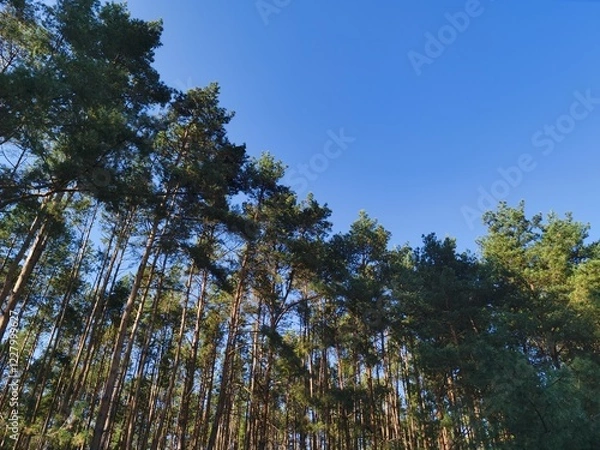 Fototapeta Forest and blue sky