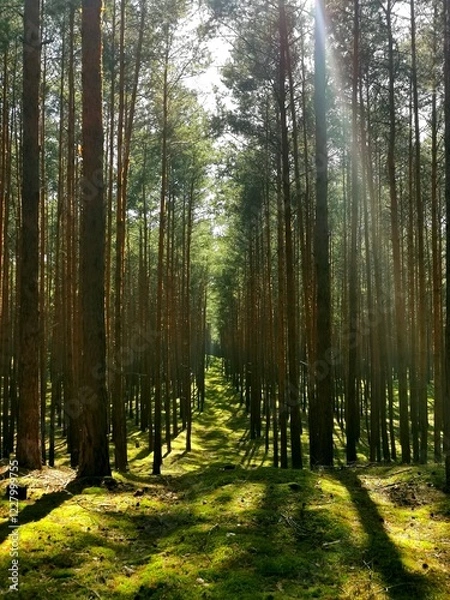 Fototapeta Pine forest under sunlight