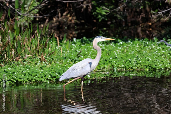 Obraz The Wakodahatchee Wetlands is a park located in Delray Beach, Florida.  Here is a Great Blue Heron, wading in the marsh.