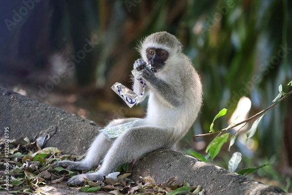 Fototapeta Monkey eating litter