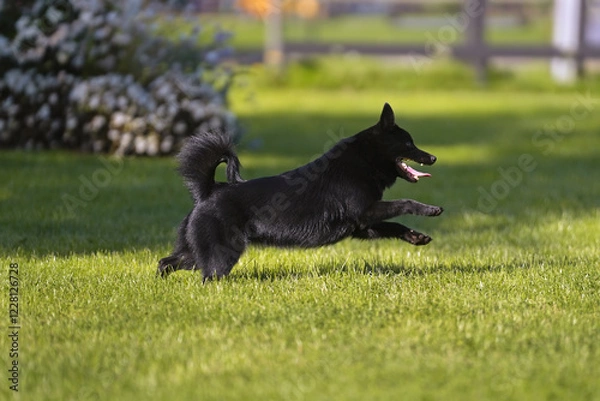 Fototapeta Active Schipperke dog posing outdoors running fast on a green grass in summer