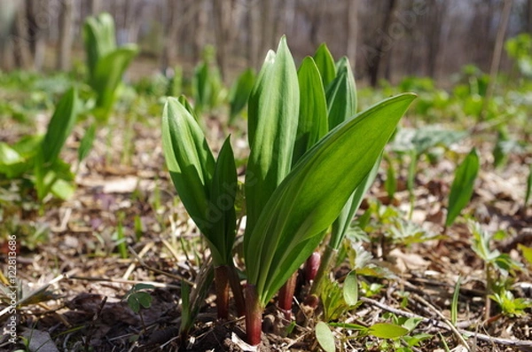 Obraz 行者にんにく(アイヌネギ)