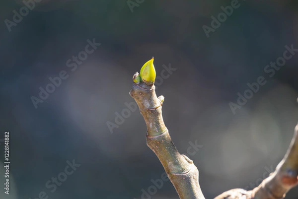Fototapeta Tiny bud on Fig Tree in early Spring.  Perseverance and hope for the future.