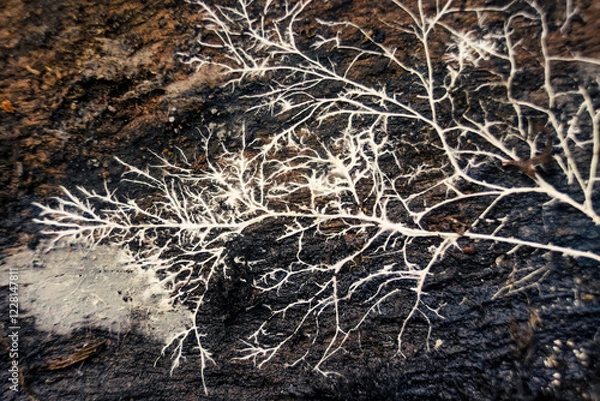 Fototapeta Macro photography of a white fungus root on a rotten piece of  wood, in a farm in the eastern Andean mountains of central Colombia, near the town of Villa de Leyva.