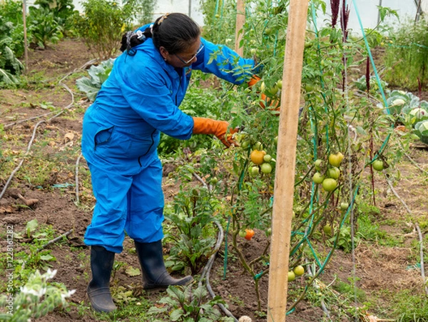 Fototapeta Farmers Tending and Maintaining Crops: Ensuring Healthy Growth