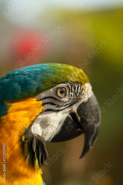 Obraz Side portrait of a Blue and Gold Macaw (Ara ararauna).