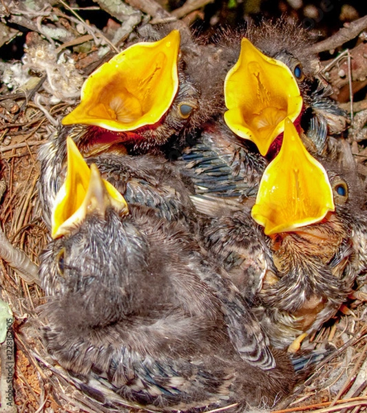 Fototapeta Four mockingbird hatchlings in a nest crying for food with their bright yellow mouths wide open.